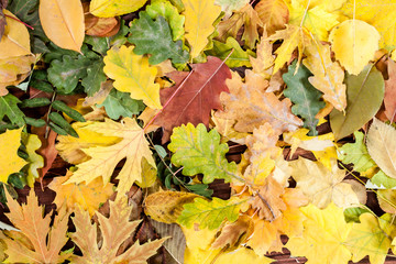 Autumn leaves background.