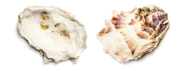 seashell on white background