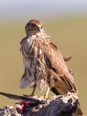 Buzzard with prey and portrait