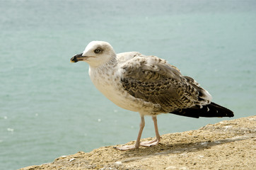 Obraz premium Gaviota