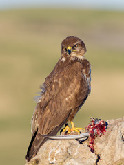 Buzzard with prey and portrait