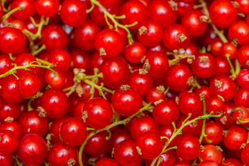 Background made of red currant berries