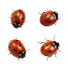 Ladybug