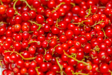 Background made of red currant berries