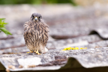 Kestrel