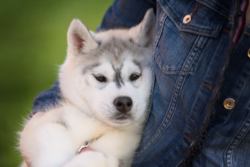 One Little cute puppy of Siberian husky 