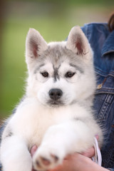 One Little cute puppy of Siberian husky 