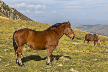 Wild Horse