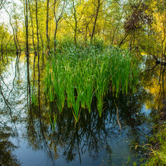 Fototapeta premium green reeds in a marsh