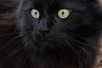 Portrait of a beautiful black Chantilly Tiffany cat at home