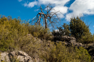 scenery with dead tree