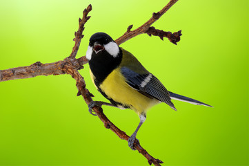Great tit