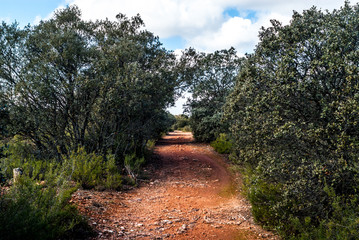 forest track in the Ruidera mountains