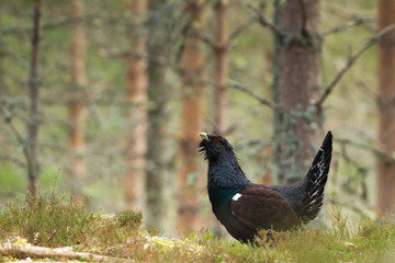Capercaillie in forest in Scotland