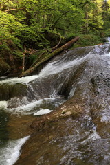 Natur im Tobel