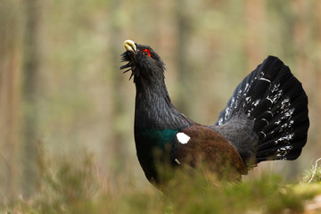 Capercaillie in forest in Scotland - 93905459