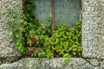 detail of an ancient window of the medieval town of Marvao, Portugal