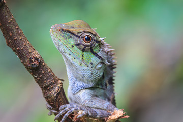 Green crested lizard