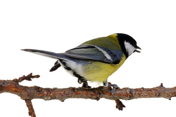 Obraz premium great tit