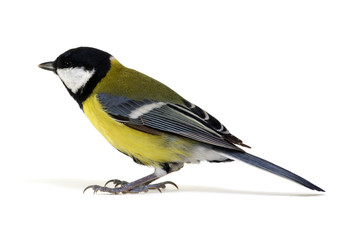 great tit
