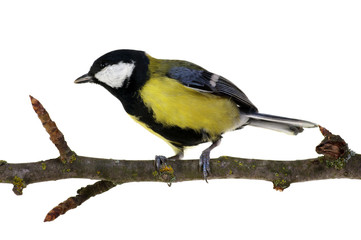 great tit