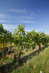Fototapeta na wymiar Beautiful vineyard