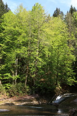 Natur im Tobel