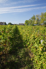 Beautiful vineyard