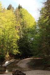 Fototapeta premium Natur im Tobel