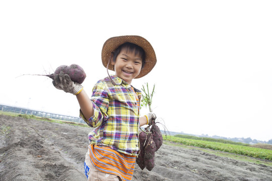 芋ほりする子供