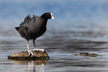 Dipper on rock