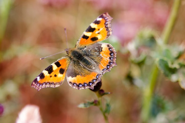 Butterfly on a flower
