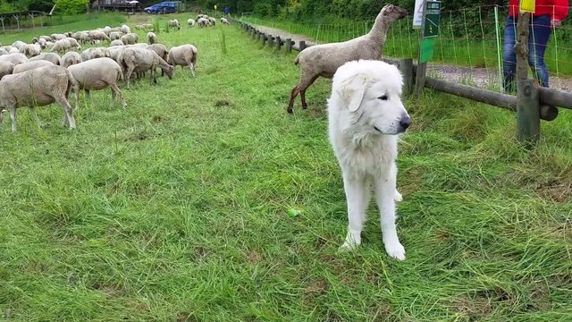 Maremma Sheepdog