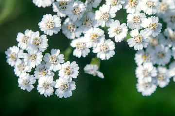 White flowers