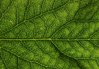  green leaf texture