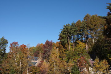 Fototapeta premium 青空と紅葉