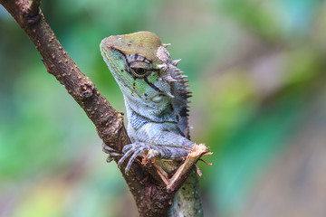 Green crested lizard
