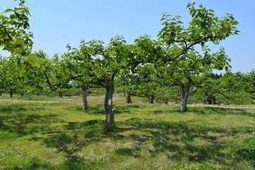 柿の木／山形県の庄内地方で、柿の木の風景を撮影した写真です。