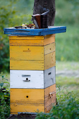 high bee hive in the apiary