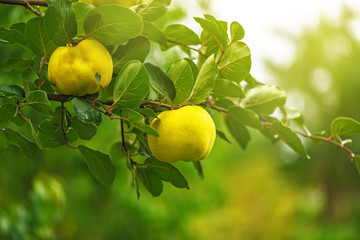 Quince on the branch in fruit orchard