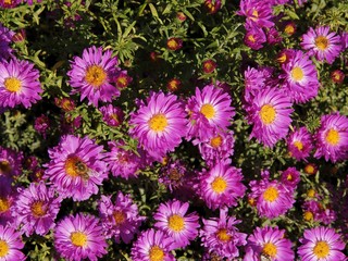 Fototapeta premium asters