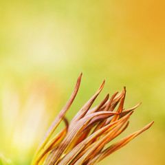 Orange buds