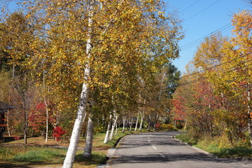 紅葉した街路樹のある通り