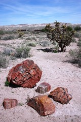 Petrified wood in the Petrified Forest National Park in Arizona, Route 66 USA