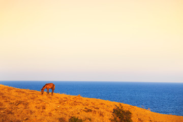 Fototapeta na wymiar Horse grazing in a coastal pasture