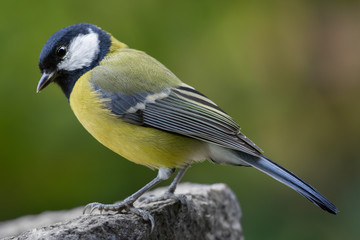 Bird feeding sunflower seeds from the feeder. Parus major