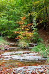 Forest by the river at autumn