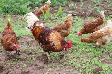 The rooster and hens peck a forage outdoors
