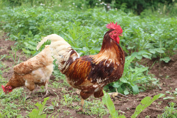 The rooster going on the ground