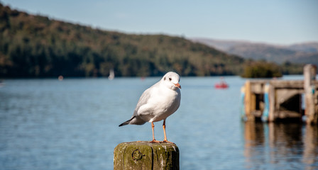 Möwe stehend auf Pfosten